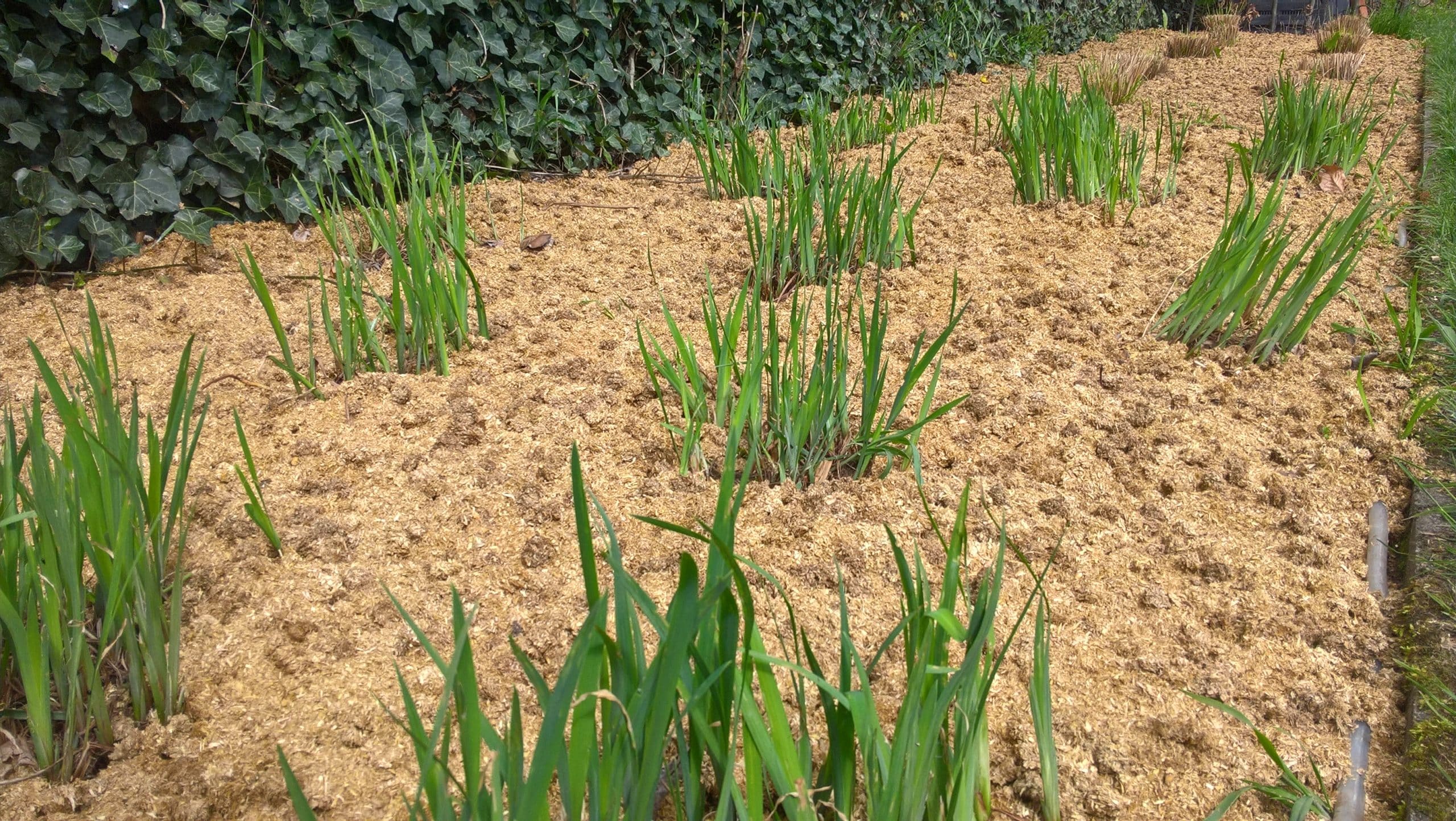 Pellets de paille comme couvre-sol anti-mauvaises herbes dans le jardin