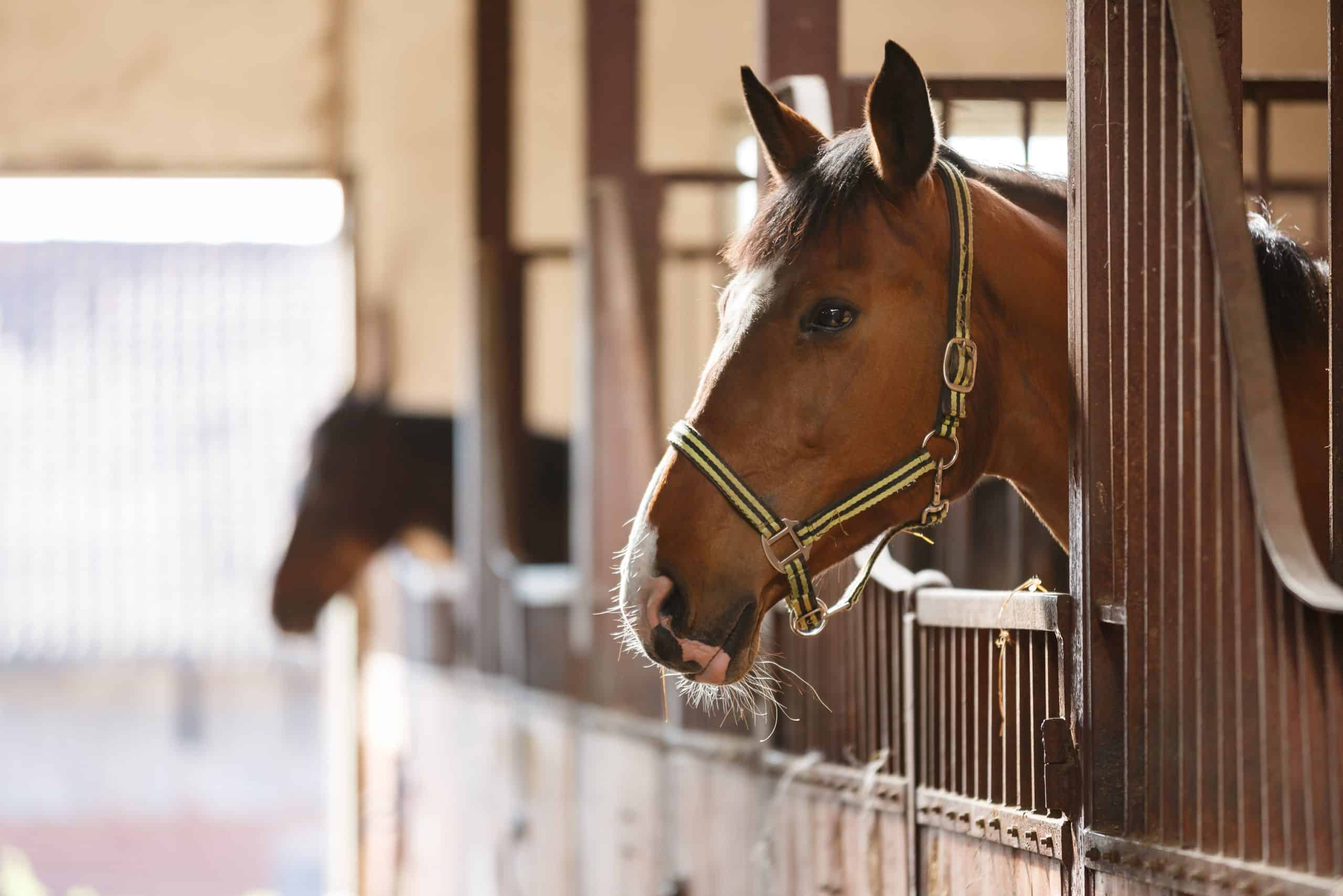 paardenstal