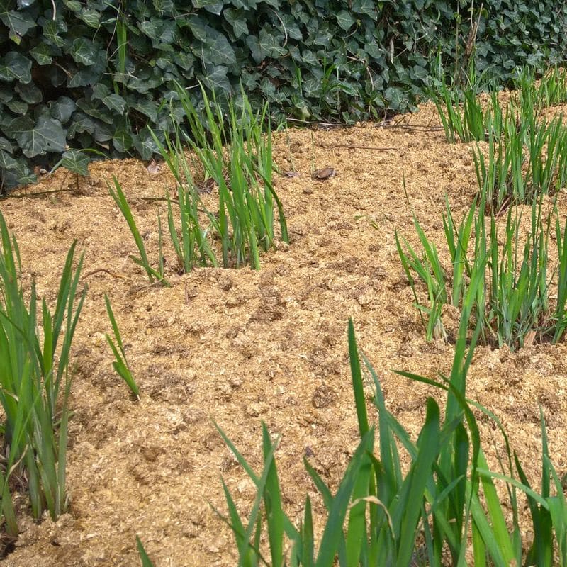 stropellets als onkruidwerende bodembedekker in de tuin